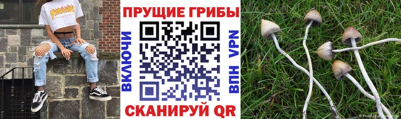 Псилоцибиновые грибы MAGIC MUSHROOMS  Куртамыш 